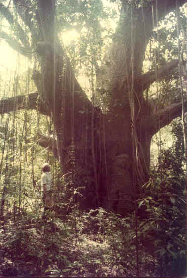 Baobob_Tree_in_the_Butler_Bay_Nature_Preserve.jpg (76001 bytes)